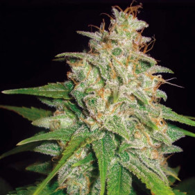 Семена конопли Auto Big Devil